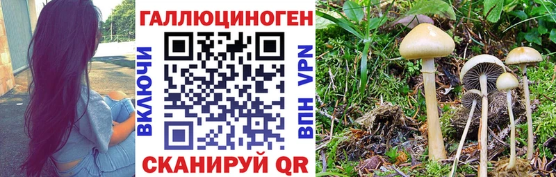 сколько стоит  Баксан  Псилоцибиновые грибы Psilocybine cubensis 